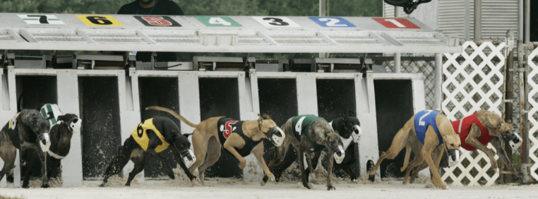 Greyhound Races on evolve